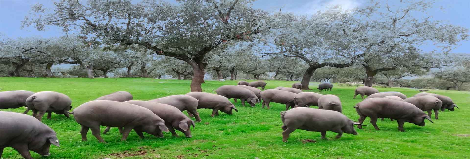 Jamones ibéricos de bellota
